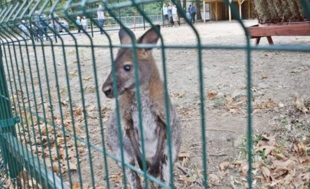 Заловиха кенгуруто беглец в Сандански
