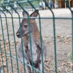 Заловиха кенгуруто беглец в Сандански