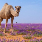 Арабската пустиня разцъфна