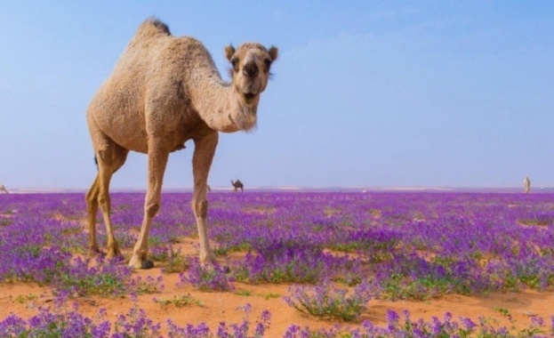 Арабската пустиня разцъфна