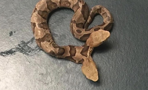 Рядка двуглава змия, открита във Вирджиния, се спомина в съня си