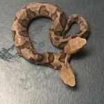 Рядка двуглава змия, открита във Вирджиния, се спомина в съня си