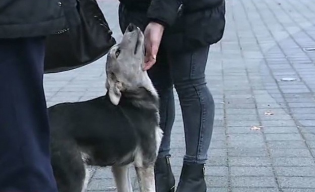 Масово отравяне: Намериха мъртви кучета в центъра на Пазарджик