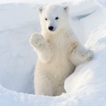 Росстандарт  въвежда правила при срещи с бели мечки в Арктика 