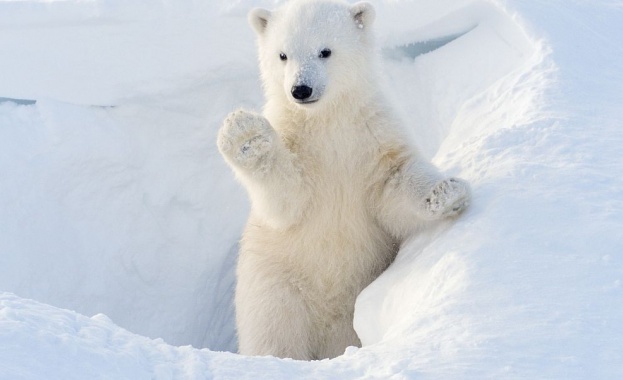Росстандарт  въвежда правила при срещи с бели мечки в Арктика 