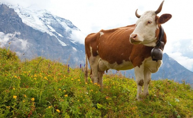 Решено: Кравите в Швейцария остават без рога 