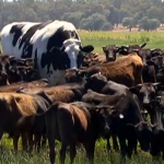 Пощадиха гигантска крава заради размерите й