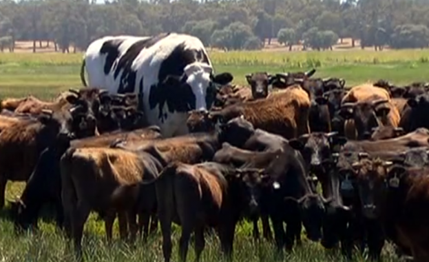 Пощадиха гигантска крава заради размерите й