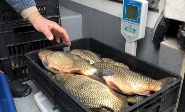 Над 440 проверки преди Никулден направи агенцията по рибарство, иззета е 7 т риба от началото на годината