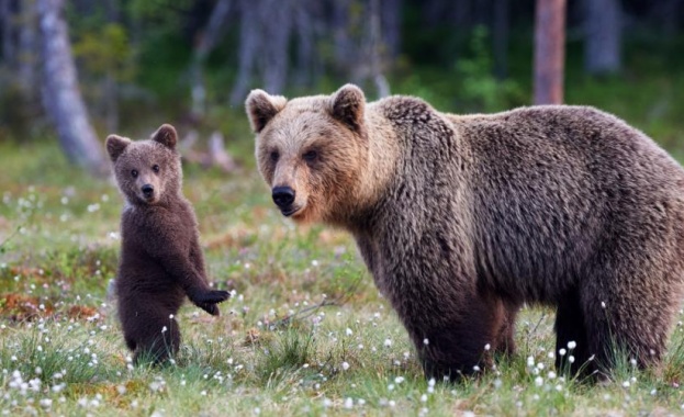 Мечка и малкото ѝ заснети на Витоша
