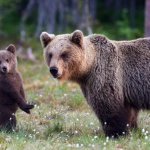 Мечка и малкото ѝ заснети на Витоша