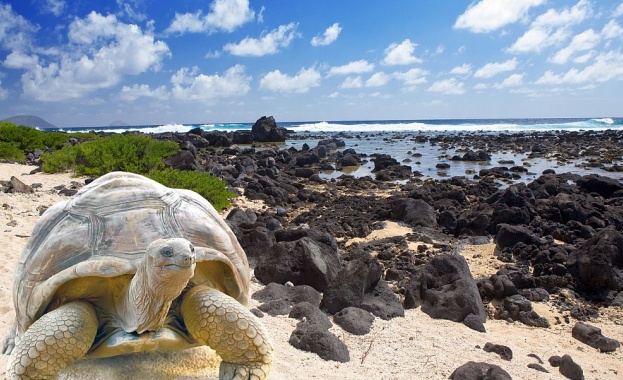 Разкриха тайната на дълголетието на галапагоските костенурки 