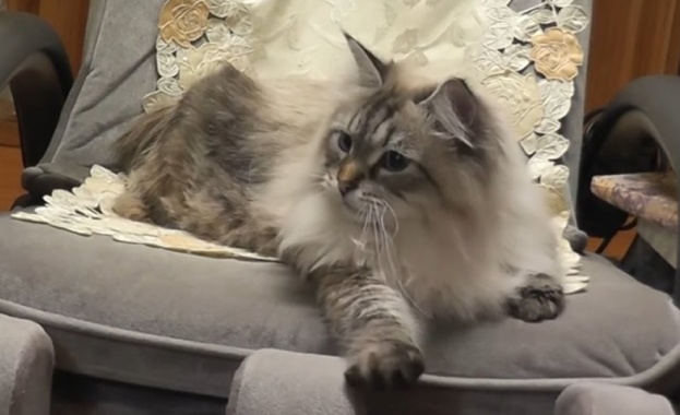 Котаракът Мир, подарен от Путин, научи японски