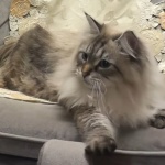 Котаракът Мир, подарен от Путин, научи японски