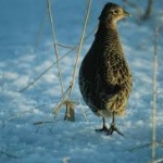 10 от пуснатите 120 фазана в Ловния парк в София вече са мъртви