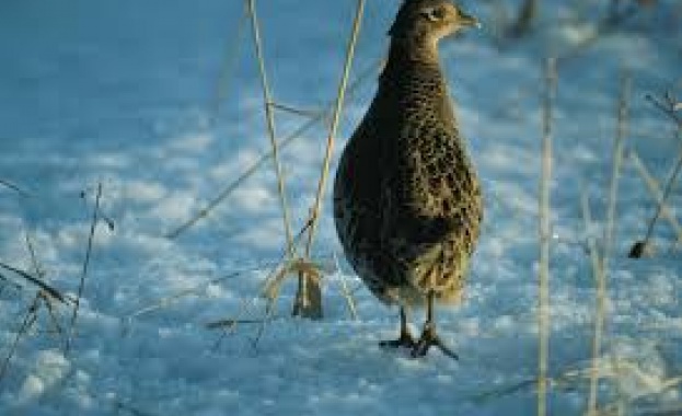 10 от пуснатите 120 фазана в Ловния парк в София вече са мъртви