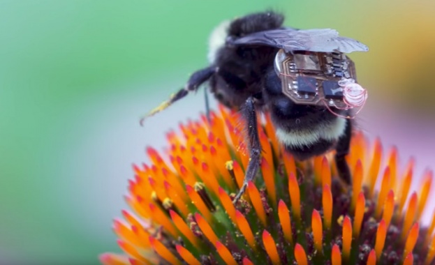 Животът на човечеството е пряко зависим от този на пчелите