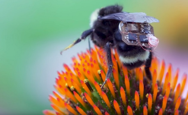 Животът на човечеството е пряко зависим от този на пчелите