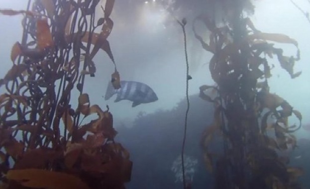 Японска риба измина 8000 км до Калифорния 