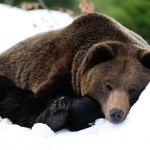  Военни ще охраняват мечка, заспала до свръхсекретен обект в Челябинск