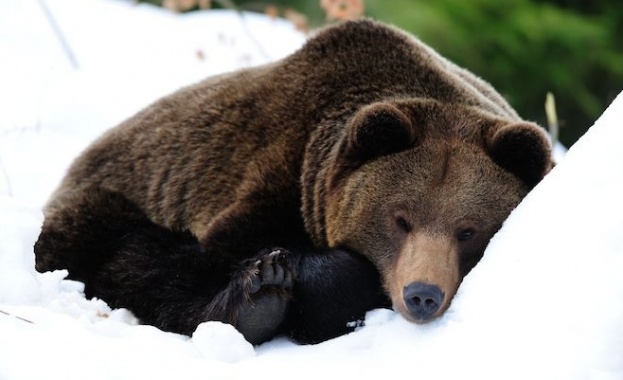  Военни ще охраняват мечка, заспала до свръхсекретен обект в Челябинск