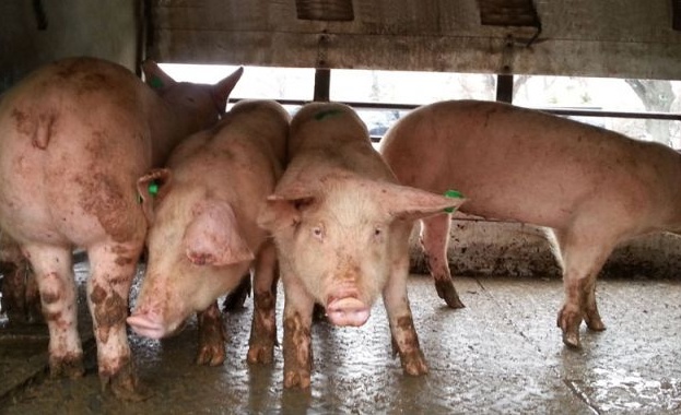 Свиневъдният бранш в България е изправен пред сериозна криза Фермерите