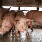 Заповедта на БАБХ не е достатъчна, за да ти убият прасето