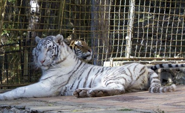 Бял тигър радва старозагорските деца 