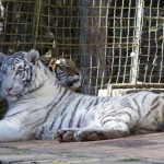 Бял тигър радва старозагорските деца 