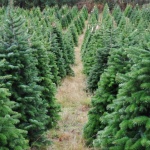 Не хвърляйте елхите! Подарете ги на зоопарк