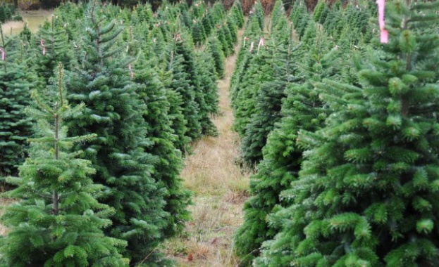 По малко елхи за Коледа се продават тази година във Варна