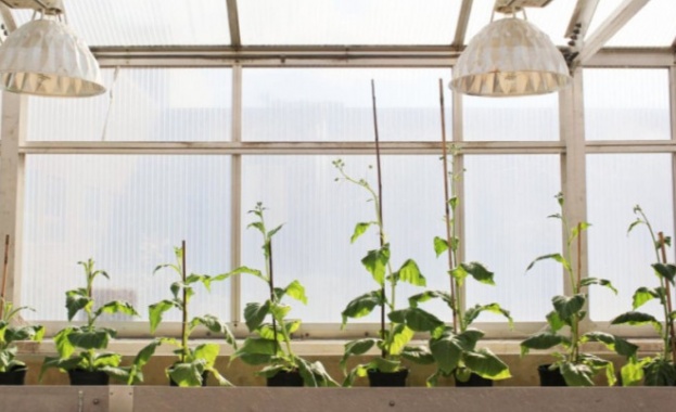 Генетично „хакване“ увеличава реколтата с 40% 