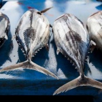 Седем френски града забраниха рибата тон в училищните менюта