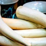 Британски учени откриха ДНК на мамут в изделия от слонова кост