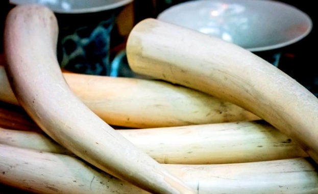 Британски учени откриха ДНК на мамут в изделия от слонова кост