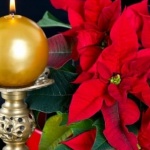 Защо това цвете е наречено „коледна звезда“