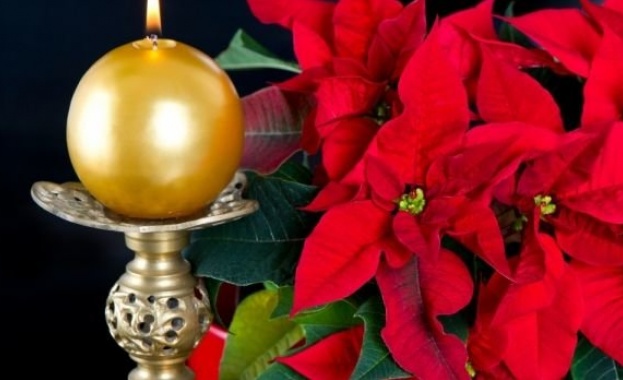 „Коледна звезда е името, дадено на растение в Мексико, чието