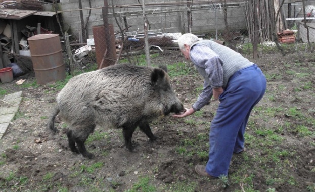 Проверяват за отглеждане на прасета в задните дворове в цялата страна