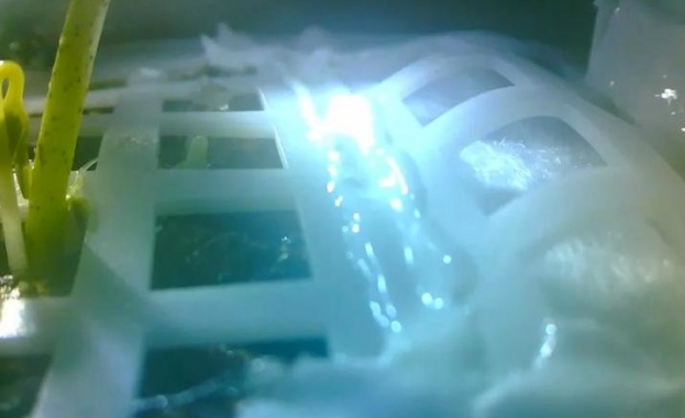  Покълнаха памуковите семена, отнесени на Луната от китайски апарат