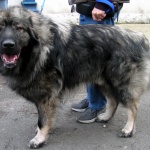 Вучич подарява на Путин шарпланинец 