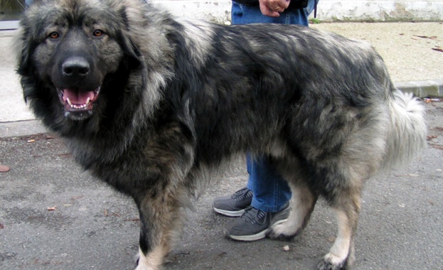 Вучич подарява на Путин шарпланинец 