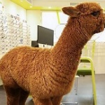 Ламата Уинтър ще спаси човечеството от COVID-19