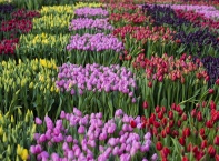 Национален ден на лалето в Амстердам