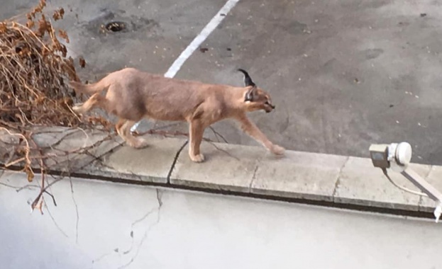 Каракал се разходи спокойно из центъра на Пловдив и после  се прибра