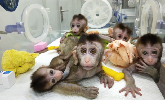Китай клонира пет маймуни с редактирани гени