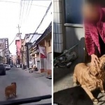 Куче изчака линейка и я насочи към припадналия си стопанин