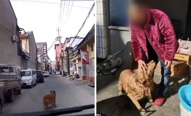 Куче изчака линейка и я насочи към припадналия си стопанин