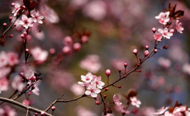 Палеонтолози откриха, че цъфтящите растения са се появили 50 милиона години по-рано