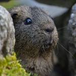 Странните навици в различните държави