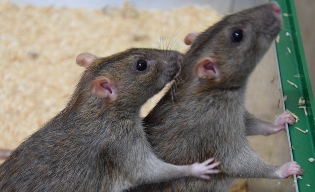 Учени отглеждат бъбреци в ембриони на плъхове